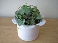 Crazy Cute Ceramics Image 7