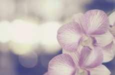 Muted Photography