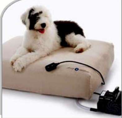 16 Precious Pet Beds