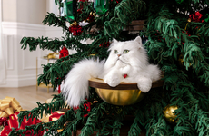 Cat-Friendly Holiday Trees