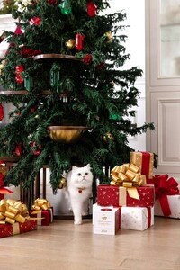 Cat-Friendly Holiday Trees Image 4