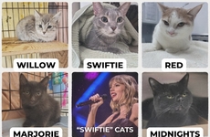 Pop Star-Themed Animals