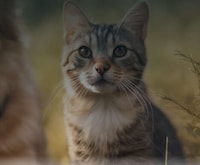 Animal Adoption Platforms Image 1