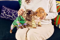 Boldly Designed Pet Accessories Image 1
