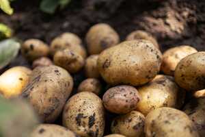 Agricultural Potato Juice Products Article Thubnail