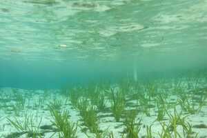 Aquatic Vegetation Projects Article Thubnail