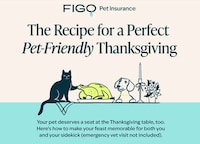 Pet-Protecting Holiday Insurance