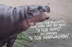 Hygienic Hippo Campaigns