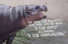 Hygienic Hippo Campaigns