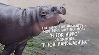 Hygienic Hippo Campaigns Image 1