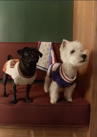 NBA-Themed Dog-Friendly Collections Image 2