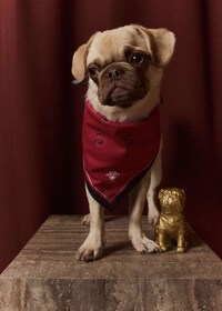 NBA-Themed Dog-Friendly Collections Image 3