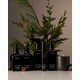 Festive Home Fragrances Image 1