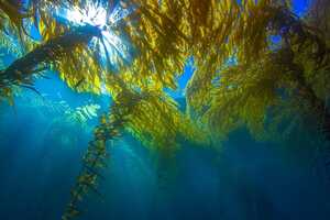 Commercial-Scale Seaweed Biorefineries Article Thubnail