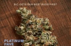 Premium Cannabis Strains