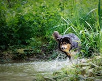 AI Pet Health Coaches Image 1