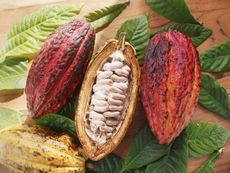 Upcycled Cacao Fruits Article Thubnail