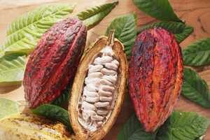 Upcycled Cacao Fruits Article Thubnail