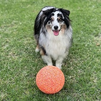 Durable Canine Soccer Balls Image 3