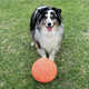 Durable Canine Soccer Balls Image 3