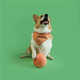 Durable Canine Soccer Balls Image 5