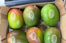 Sticker-Free Laser-Etched Mangoes