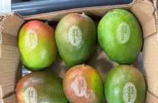 Sticker-Free Laser-Etched Mangoes