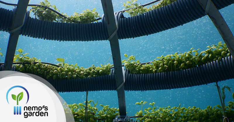 Underwater Farming Initiatives Article Thubnail