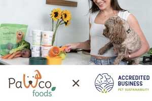 Sustainable Modern Pet Brands Article Thubnail