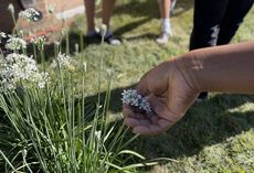 School-Age Farming Programs Article Thubnail