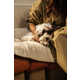 Sustainable Luxe Pet-Friendly Furniture Image 1