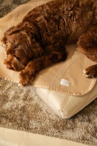Sustainable Luxe Pet-Friendly Furniture Image 4