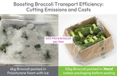 Fresh Broccoli Packaging Solutions