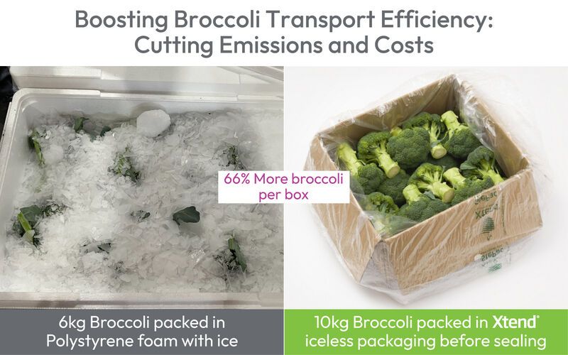 Fresh Broccoli Packaging Solutions Article Thubnail