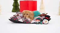 Festive Pet Streaming Services Image 1