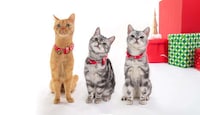 Festive Pet Streaming Services Image 2