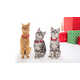 Festive Pet Streaming Services Image 2