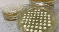 Protein-Based Sweeteners Image 1