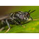 Insect Oil-Derived Pet Foods Image 1