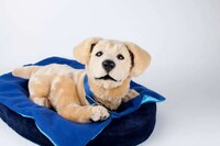 AI-Powered Robotic Pet Dogs Image 1