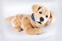 AI-Powered Robotic Pet Dogs Image 2