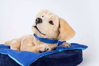 AI-Powered Robotic Pet Dogs Image 3