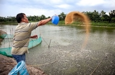 Funded Aquaculture Initiatives