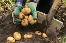 Sustainable Potato Cultivation Partnerships