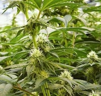 Dynamic LED Grow Lights Image 1