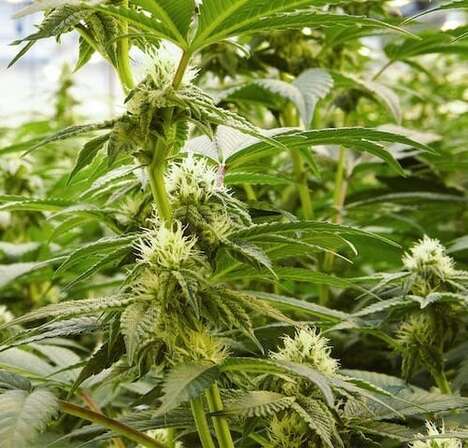 Dynamic LED Grow Lights