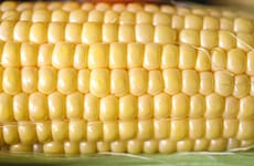 Nutraceutical Corn Varieties