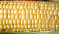 Nutraceutical Corn Varieties Image 1