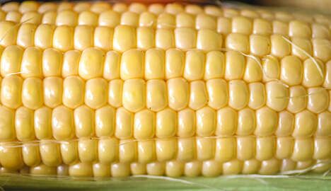 Nutraceutical Corn Varieties