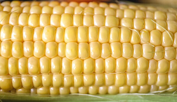 Nutraceutical Corn Varieties